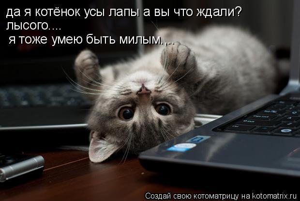 Котоматрица: да я котёнок усы лапы а вы что ждали? лысого.... я тоже умею быть милым.,..
