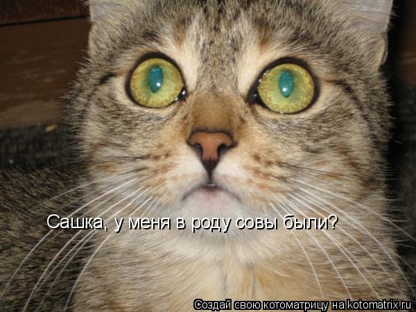Котоматрица: Сашка, у меня в роду совы были?