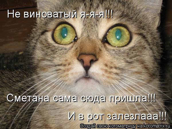 Котоматрица: Не виноватый я-я-я!!! Сметана сама сюда пришла!!!  И в рот залезлааа!!!