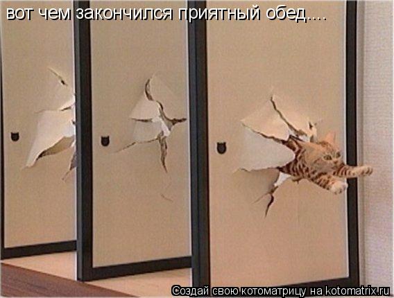 Котоматрица: вот чем закончился приятный обед....