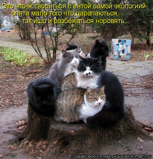 Котоматрица: Это что-ж твориться с ентой самой экологиий опята мало того что царапаються, так ишо и разбежаться норовять...