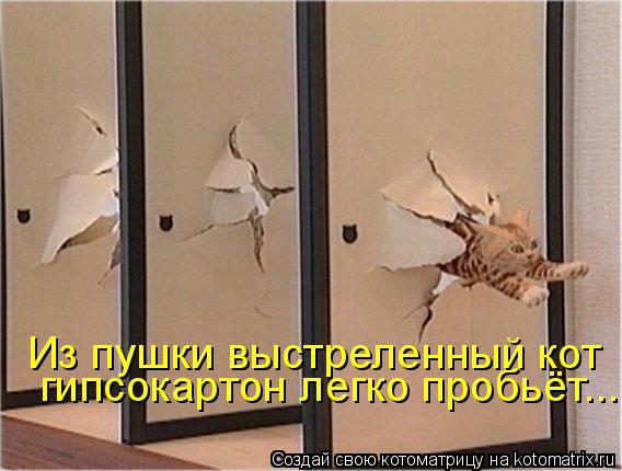 Котоматрица: гипсокартон легко пробьёт... Из пушки выстреленный кот