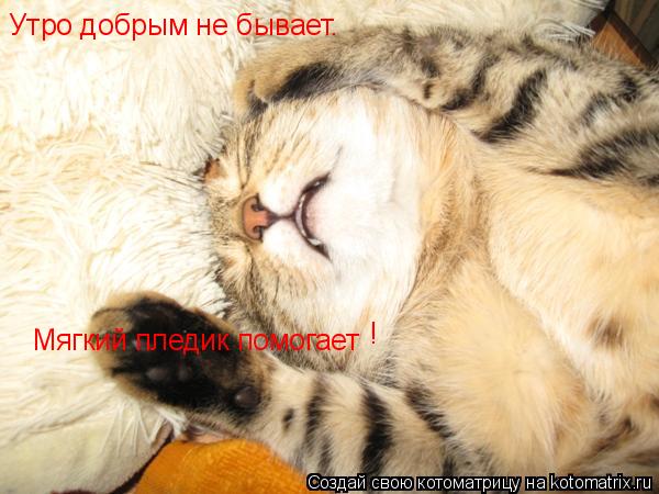 Котоматрица: Утро добрым не бывает.  Мягкий пледик помогает !