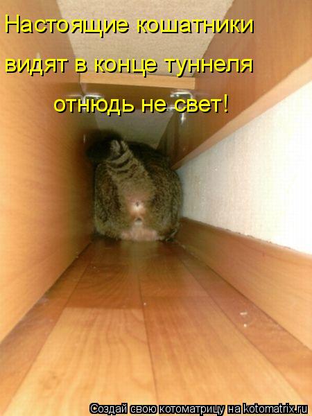 Котоматрица: Настоящие кошатники  видят в конце туннеля отнюдь не свет!