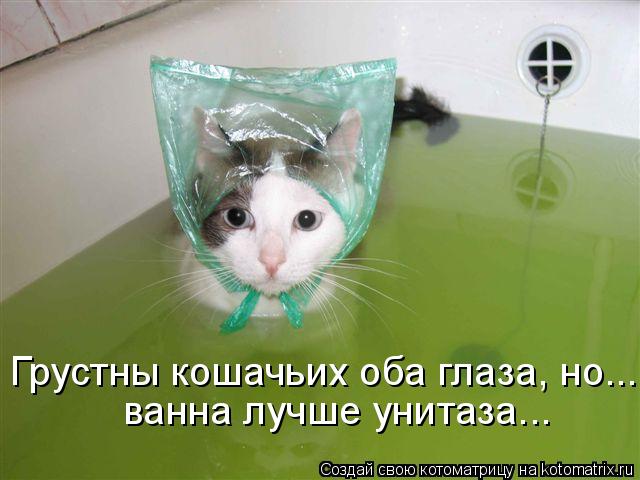 Грустны кошачьих оба глаза, но... ванна лучше унитаза...... Котоматрица: Грустны кошачьих оба глаза, но... ванна лучше унитаза...