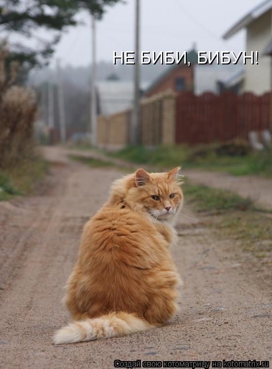 Котоматрица: НЕ БИБИ, БИБУН!