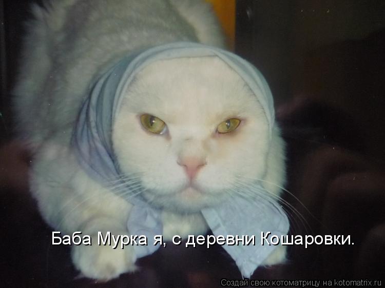 Котоматрица: Баба Мурка я, с деревни Кошаровки.