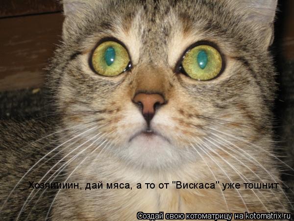 Котоматрица: Хозяиииин, дай мяса, а то от "Вискаса" уже тошнит ...