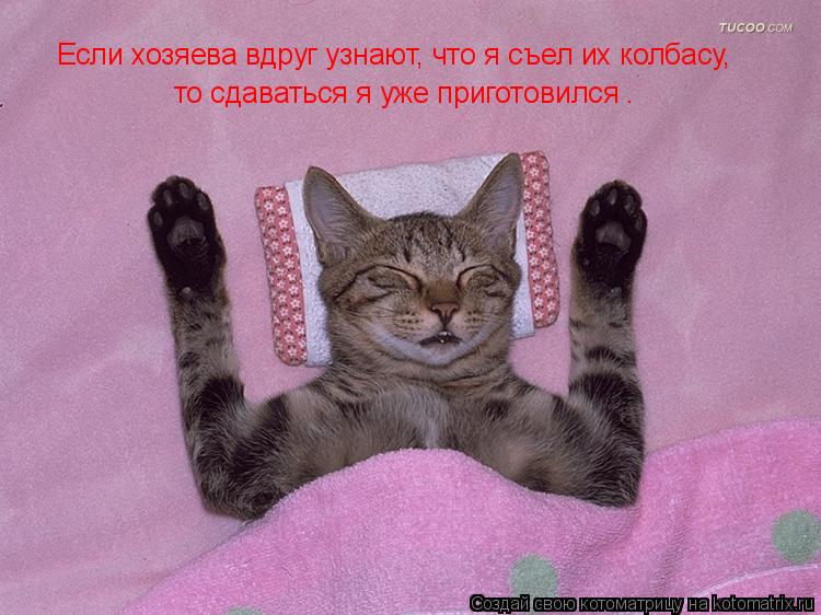 Котоматрица: то сдаваться я уже приготовился .                                                                                                                     