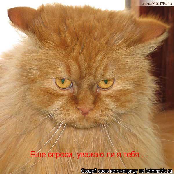 Котоматрица: Еще спроси, уважаю ли я тебя ...