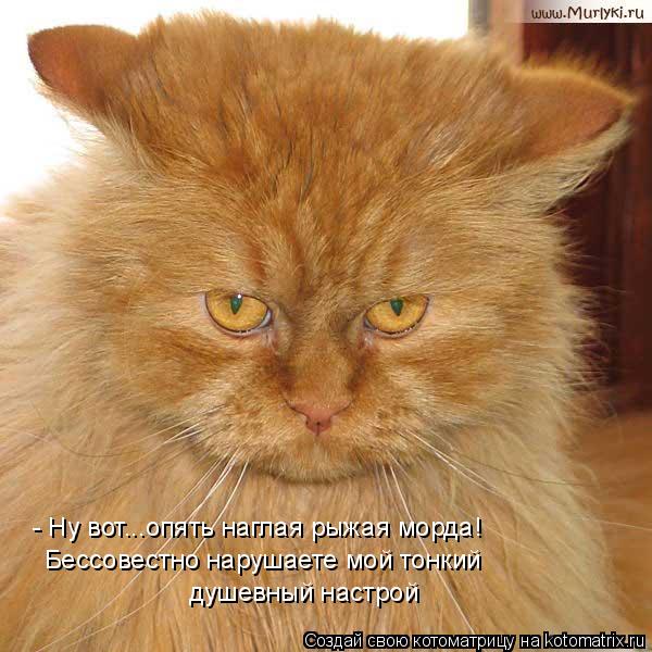- Ну вот...опять наглая рыжая морда! Бессовестно нарушаете мой тонкий душевный настрой... Котоматрица: - Ну вот...опять наглая рыжая морда! Бессовестно нарушаете мой тонкий душевный настрой