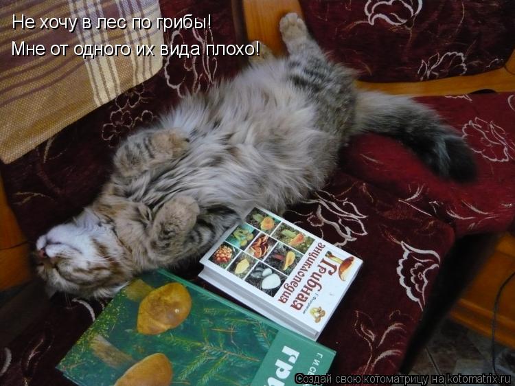Котоматрица: Не хочу в лес по грибы! Мне от одного их вида плохо!