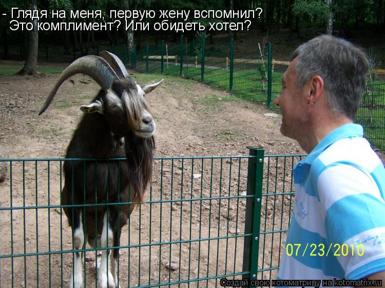 Котоматрица: - Глядя на меня, первую жену вспомнил? Это комплимент? Или обидеть хотел?