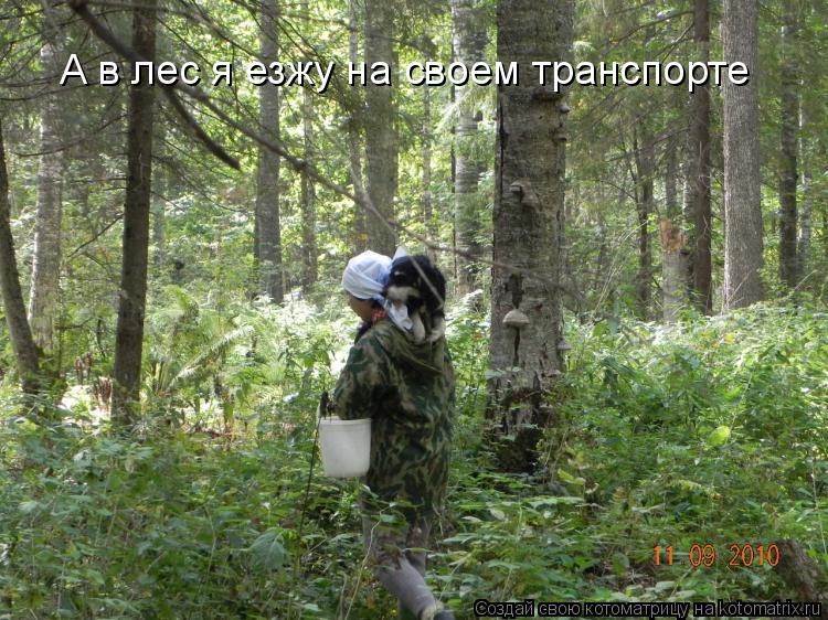 Котоматрица: А в лес я езжу на своем транспорте