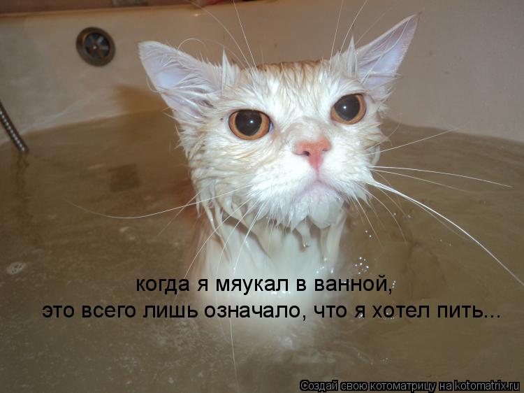 когда я мяукал в ванной, это всего лишь означало, что я хотел пить...... Котоматрица: когда я мяукал в ванной, это всего лишь означало, что я хотел пить...