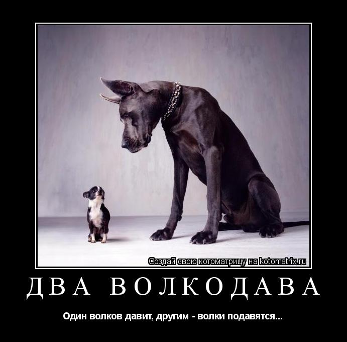 Два волкодава Один волков давит, другим - волки подавятся...... Котоматрица: Два волкодава Один волков давит, другим - волки подавятся...