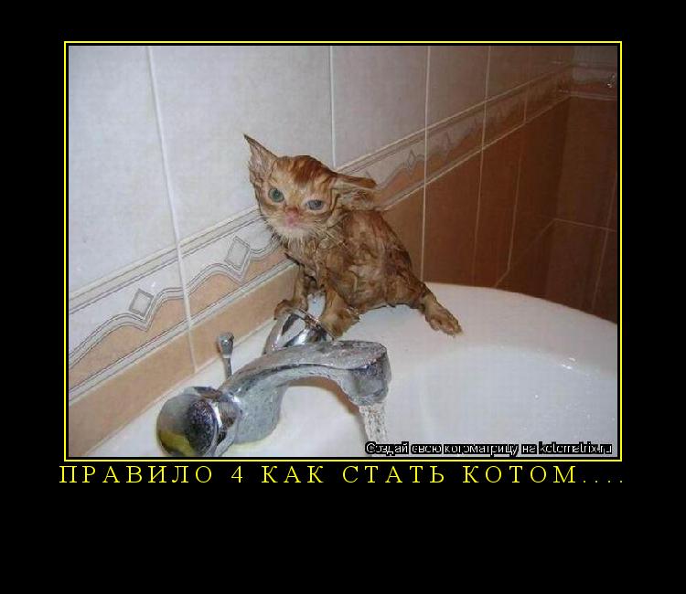 Котоматрица: Правило 4 как стать котом.... 