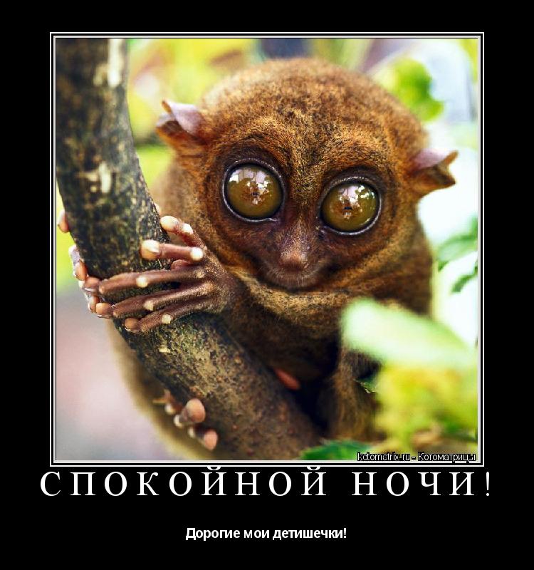 Котоматрица: Спокойной ночи! Дорогие мои детишечки!