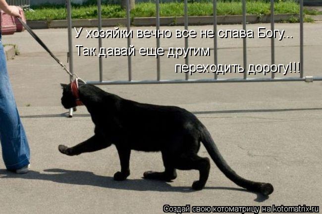 У хозяйки вечно все не слава Богу... Так давай еще другим переходить дорогу!!!... Котоматрица: У хозяйки вечно все не слава Богу... Так давай еще другим переходить дорогу!!!