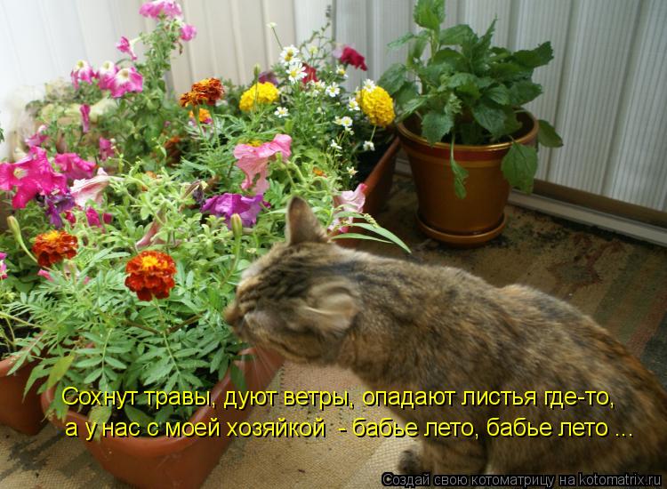 Сохнут травы, дуют ветры, опадают листья где-то, а у нас с моей хозяйкой - бабье лето, бабье лето ..... Котоматрица: Сохнут травы, дуют ветры, опадают листья где-то, а у нас с моей хозяйкой - бабье лето, бабье лето ...