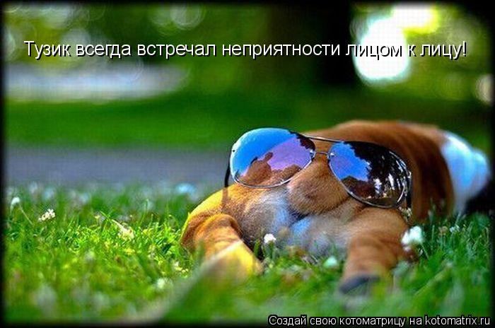 Тузик всегда встречал неприятности лицом к лицу!... Котоматрица: Тузик всегда встречал неприятности лицом к лицу!