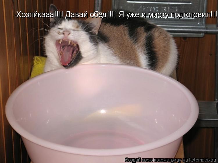 Котоматрица: -Хозяйкааа!!!! Давай обед!!!! Я уже и миску подготовил!!!!