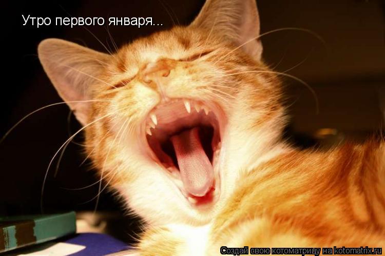 Котоматрица: Утро первого января...