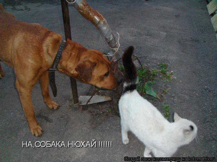 Котоматрица: НА,СОБАКА,НЮХАЙ !!!!!!