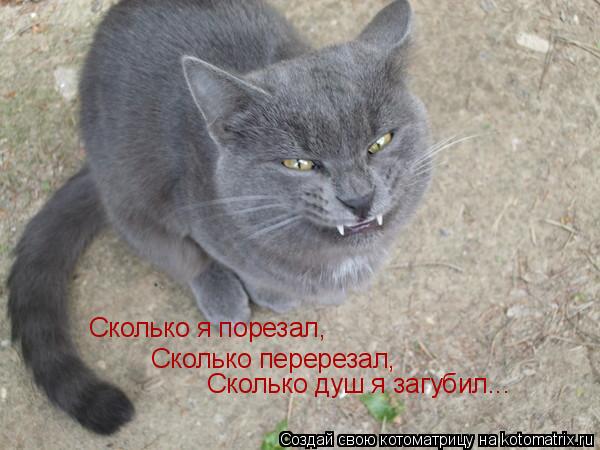 Котоматрица: Сколько перерезал, Сколько душ я загубил... Сколько я порезал,