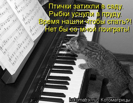 Котоматрица: Птички затихли в саду. Рыбки уснули в пруду. Время нашли чтобы спать?! Нет бы со мной поиграть!