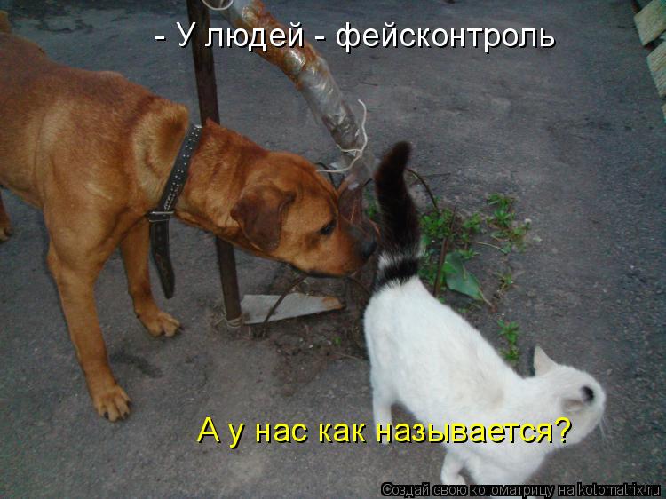 - У людей - фейсконтроль А у нас как называется?... Котоматрица: - У людей - фейсконтроль А у нас как называется?