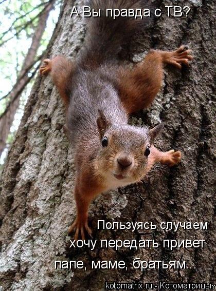 Котоматрица: А Вы правда с ТВ? Пользуясь случаем папе, маме, братьям... хочу передать привет