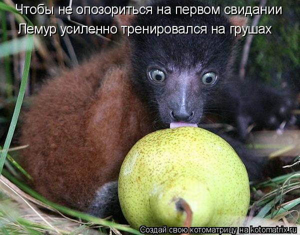 Котоматрица: Чтобы не опозориться на первом свидании  Лемур усиленно тренировался на грушах