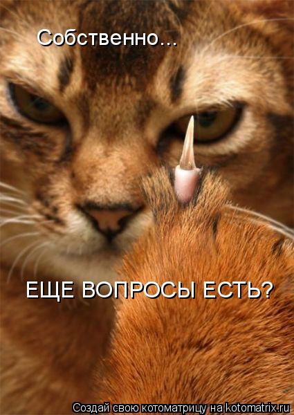 Собственно... ЕЩЕ ВОПРОСЫ ЕСТЬ?... Котоматрица: Собственно... ЕЩЕ ВОПРОСЫ ЕСТЬ?