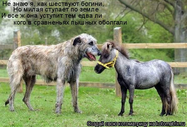 Не знаю я, как шествуют богини, Но милая ступает по земле И все ж она уступит тем едва ли кого в сра... Котоматрица: Не знаю я, как шествуют богини, Но милая ступает по земле И все ж она уступит тем едва ли кого в сравненьях пышных оболгали