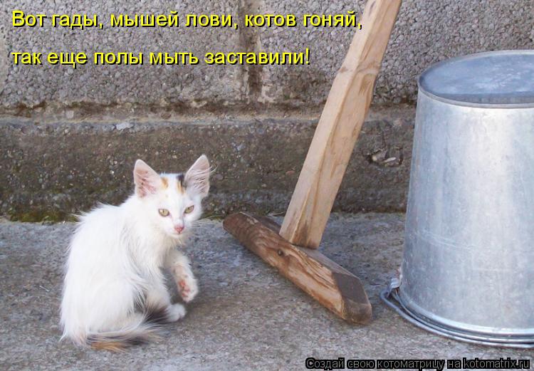 Вот гады, мышей лови, котов гоняй, так еще полы мыть заставили!... Котоматрица: Вот гады, мышей лови, котов гоняй, так еще полы мыть заставили!