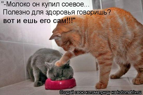 "-Молоко он купил соевое... Полезно для здоровья говоришь? вот и ешь его сам!!!"... Котоматрица: "-Молоко он купил соевое... Полезно для здоровья говоришь? вот и ешь его сам!!!"