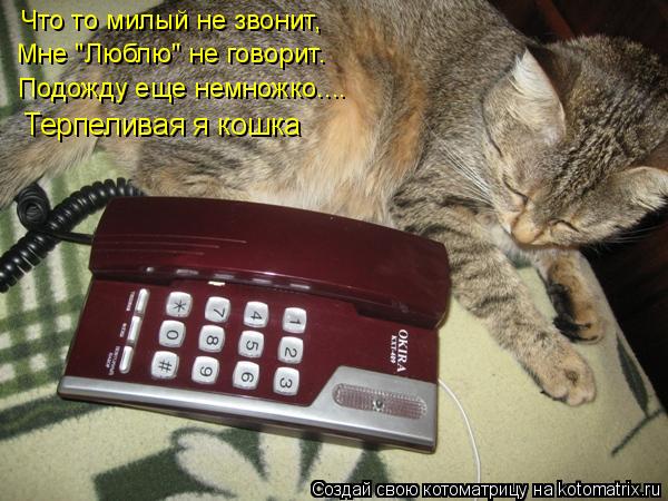 Что то милый не звонит, Мне "Люблю" не говорит. Подожду еще немножко.... Терпеливая я кошка... Котоматрица: Что то милый не звонит, Мне "Люблю" не говорит. Подожду еще немножко.... Терпеливая я кошка