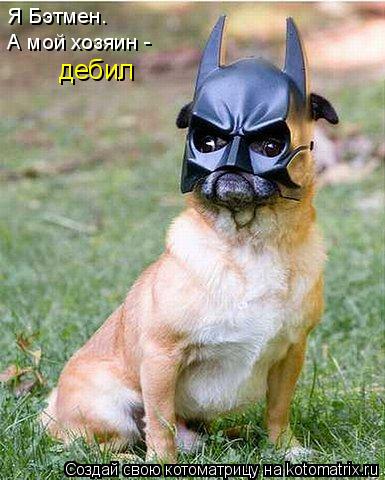Я Бэтмен. А мой хозяин - дебил... Котоматрица: Я Бэтмен. А мой хозяин - дебил