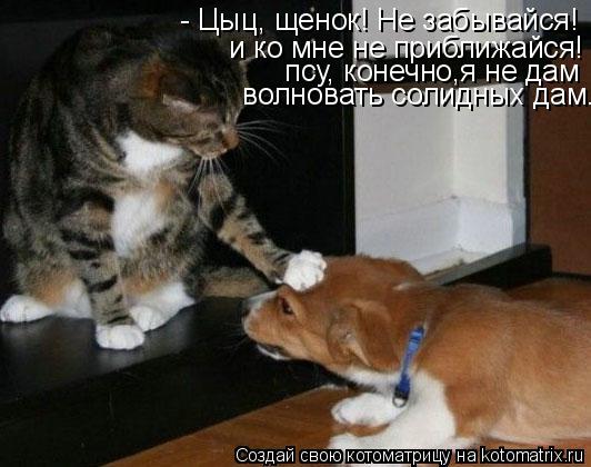 - Цыц, щенок! Не забывайся! и ко мне не приближайся! псу, конечно,я не дам волновать солидных д... Котоматрица: - Цыц, щенок! Не забывайся! и ко мне не приближайся! псу, конечно,я не дам волновать солидных дам...