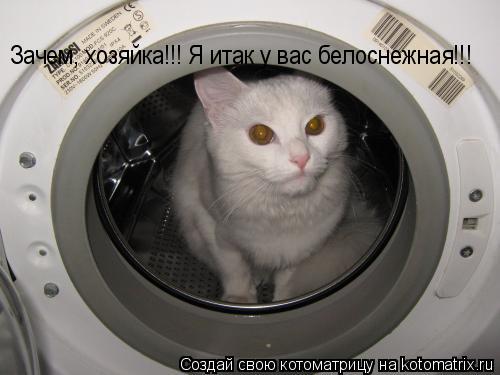 Зачем, хозяйка!!! Я итак у вас белоснежная!!!... Котоматрица: Зачем, хозяйка!!! Я итак у вас белоснежная!!!