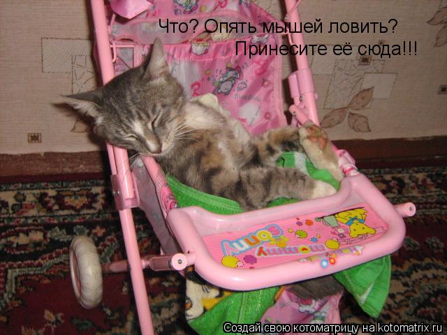 Что? Опять мышей ловить? Принесите её сюда!!!... Котоматрица: Что? Опять мышей ловить? Принесите её сюда!!!