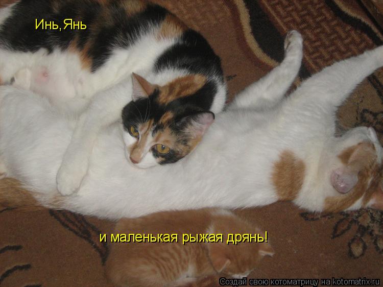 Инь,Янь и маленькая рыжая дрянь!... Котоматрица: Инь,Янь и маленькая рыжая дрянь!