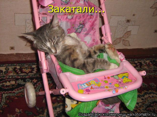 Закатали...... Котоматрица: Закатали...