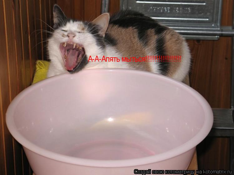 А-А-Апять мыться!!!!!!!!!!!!!!!!!!!... Котоматрица: А-А-Апять мыться!!!!!!!!!!!!!!!!!!!