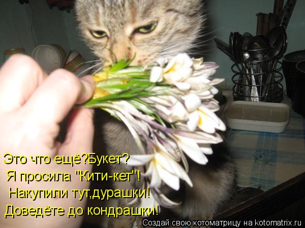 Это что ещё?Букет? Я просила "Кити-кет"! Накупили тут,дурашки! Доведёте до кондрашки!... Котоматрица: Это что ещё?Букет? Я просила "Кити-кет"! Накупили тут,дурашки! Доведёте до кондрашки!