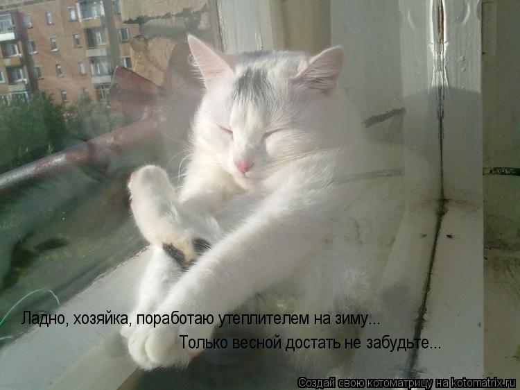 Ладно, хозяйка, поработаю утеплителем на зиму... Только весной достать не забудьте...... Котоматрица: Ладно, хозяйка, поработаю утеплителем на зиму... Только весной достать не забудьте...