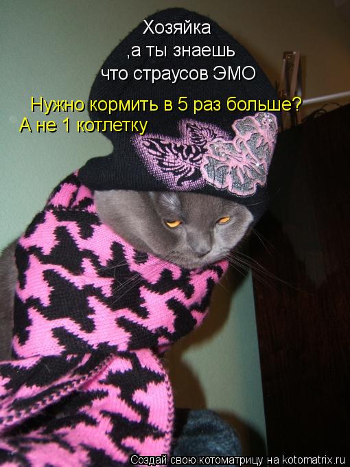Хозяйка ,а ты знаешь что страусов ЭМО Нужно кормить в 5 раз больше? А не 1 котлетку... Котоматрица: Хозяйка ,а ты знаешь что страусов ЭМО Нужно кормить в 5 раз больше? А не 1 котлетку
