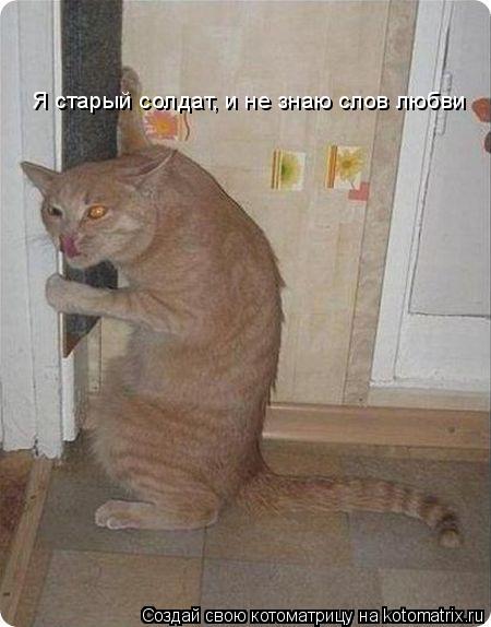 Я старый солдат, и не знаю слов любви... Котоматрица: Я старый солдат, и не знаю слов любви