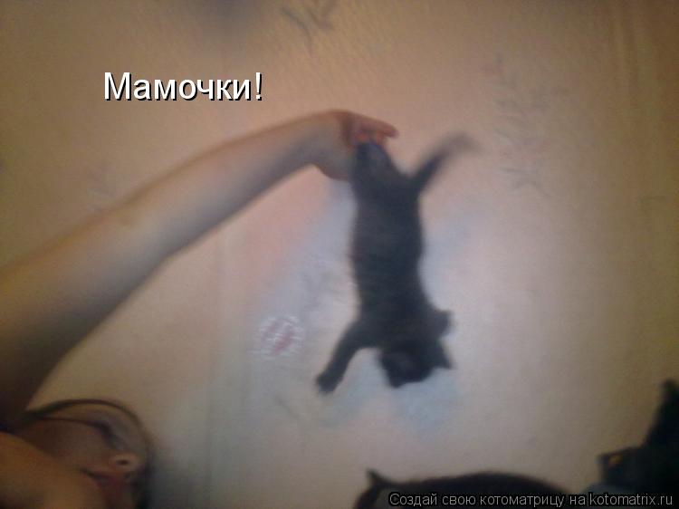 Мамочки!... Котоматрица: Мамочки!